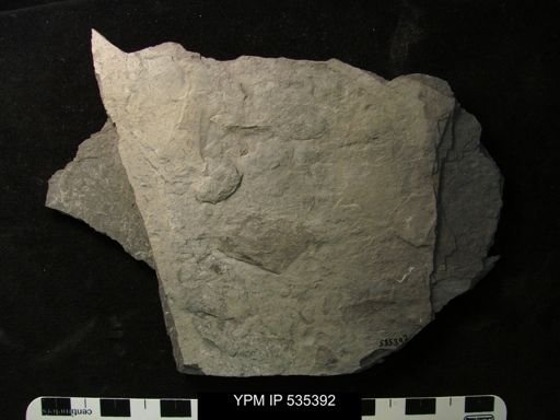 undet. Eurypterida