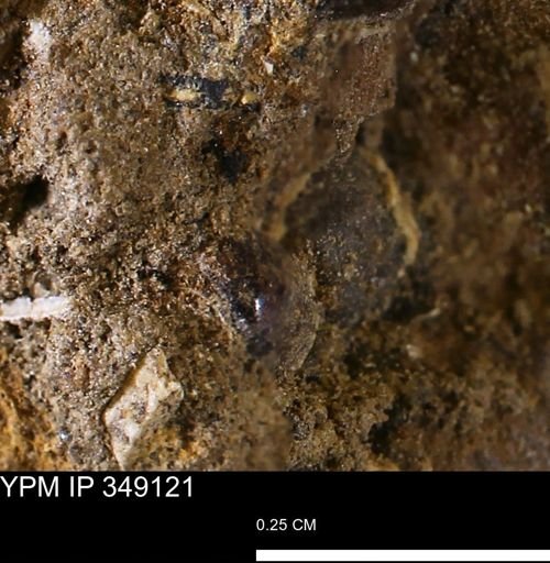 undet. Gastropoda