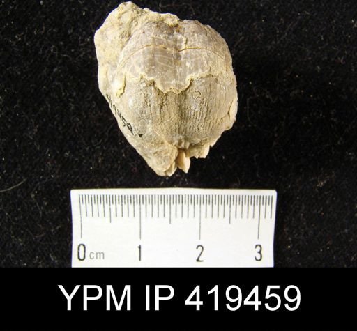 Marginifera splendens?