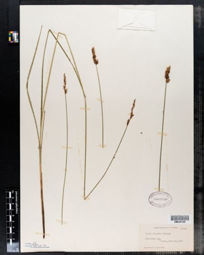 Carex diandra