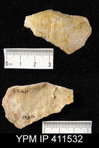 Gigantoproductus latissimus
