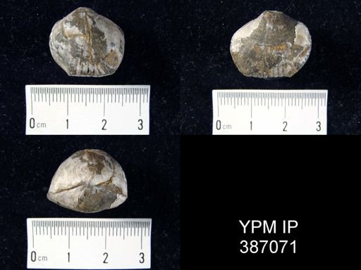 Hypothyridina venustula