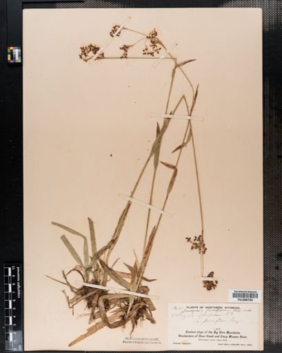 Luzula parviflora