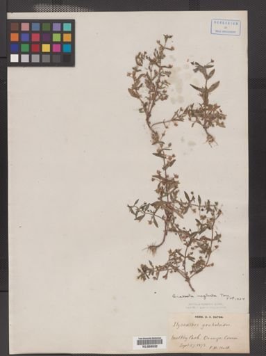 Gratiola neglecta