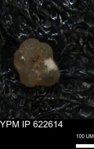 undet. Foraminiferida