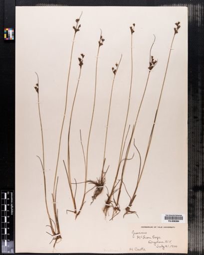 Juncus