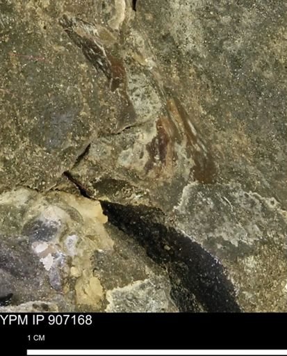 undet. Mollusca