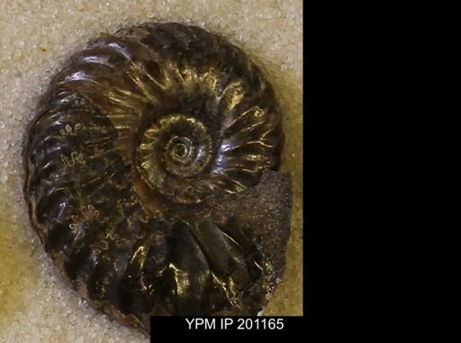 Hoploscaphites comprimus