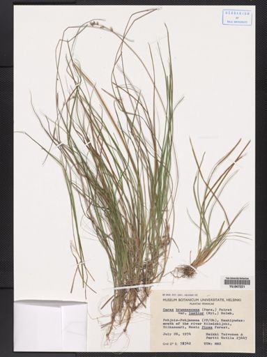 Carex brunnescens