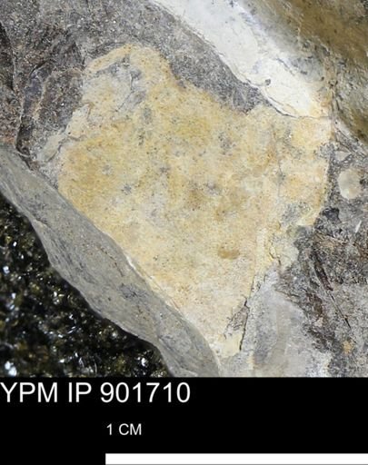 Inoceramus sp.
