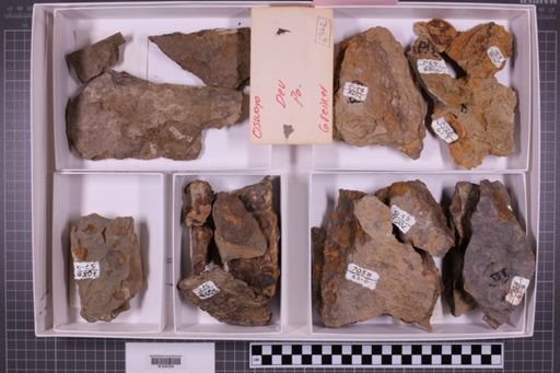mixed taxa, stratigraphic collection