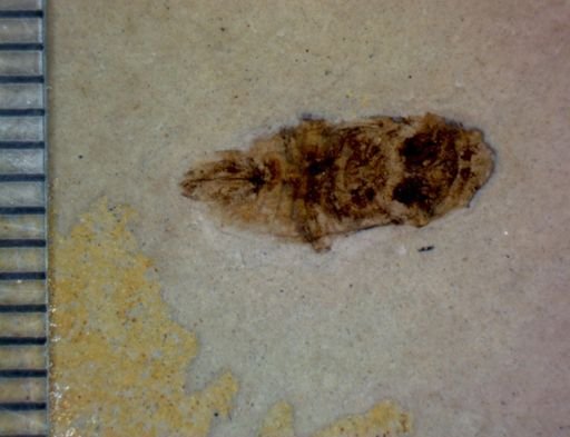 undet. Hemiptera