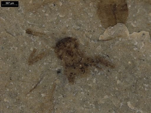 undet. Araneida