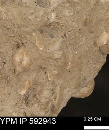 undet. Bivalvia
