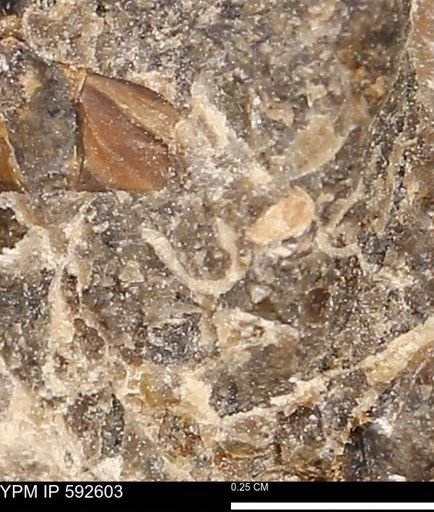 undet. Mollusca