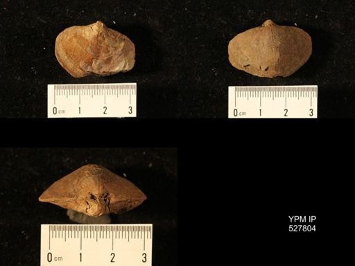 Athyris cf. lamellosa