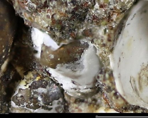 Corbulamella gregaria