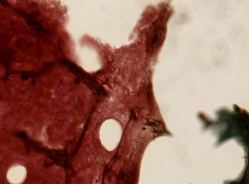 Leiosella idia