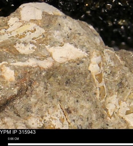undet. Mollusca