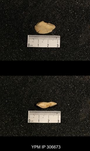 Phestia bellistriata