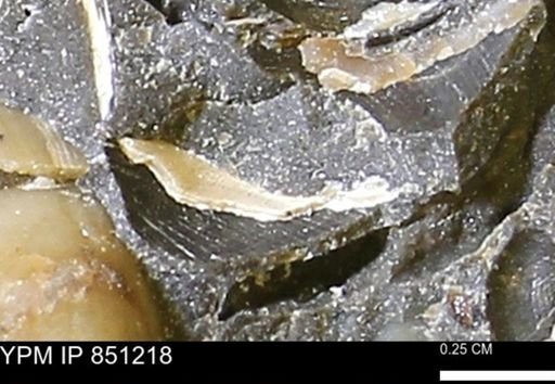 Limopsis striatopunctatus