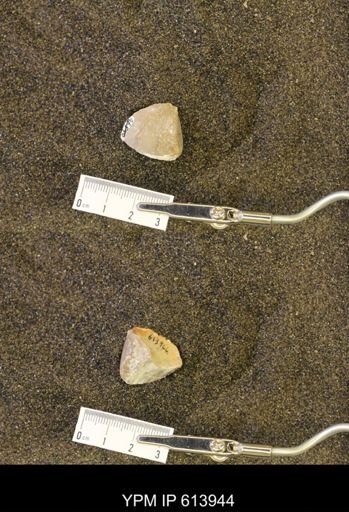 Eutrephoceras dekayi montanensis