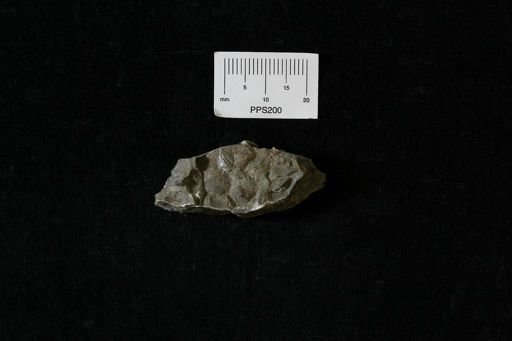 Protocardia