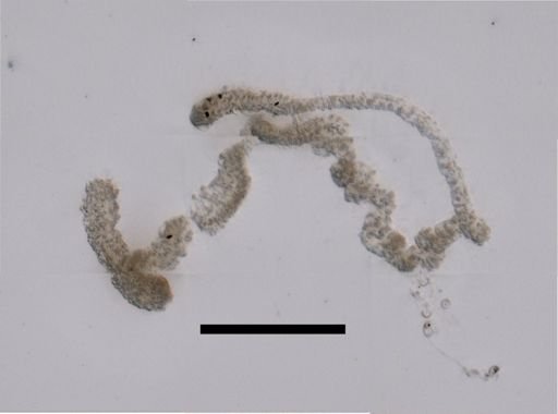 Apolemia rubriversa