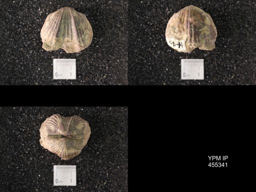 Platystrophia ponderosa var.