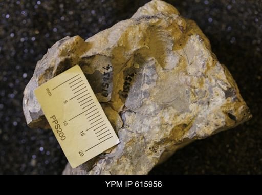 Inoceramus sp.