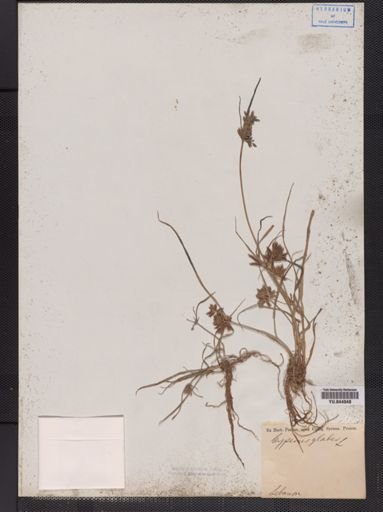 Cyperus