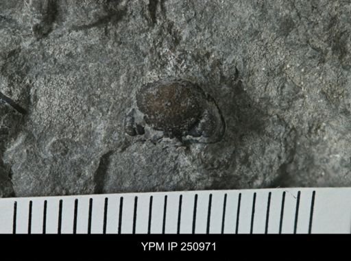 undet. Phacopidae