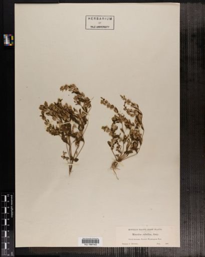 Plantae