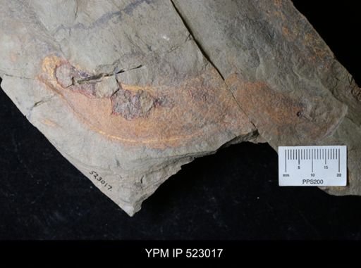 undet. Arthropoda