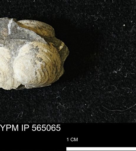 Limopsis striatopunctatus