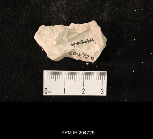 undet. Hexapoda