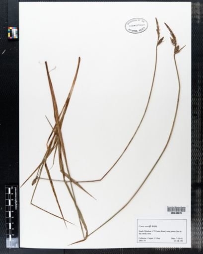 Carex vestita