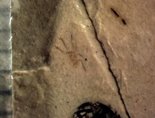 undet. Arachnida