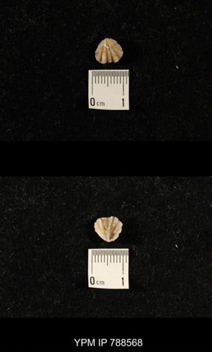undet. Brachiopoda