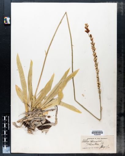 Aletris farinosa