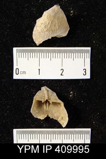 Meekella skenoides