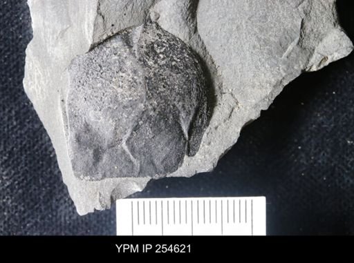 Hughmilleria sp.