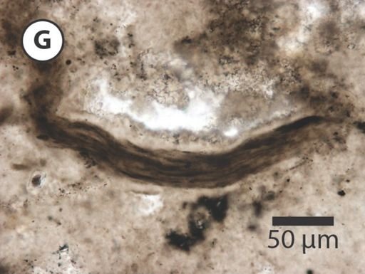 Siphonophycus