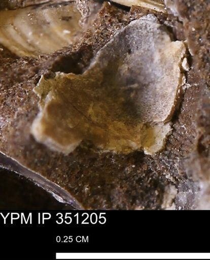 undet. Bivalvia