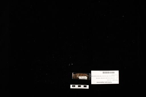 Pantherophis alleghaniensis