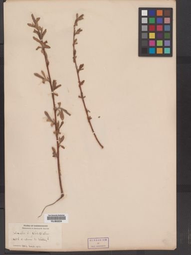 Salix babylonica