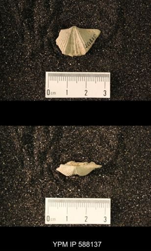 Platystrophia acutilirata