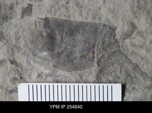 Eurypterida