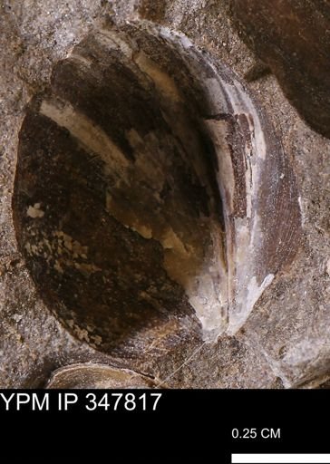undet. Bivalvia