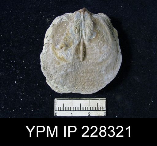 Echinoconchus moorei